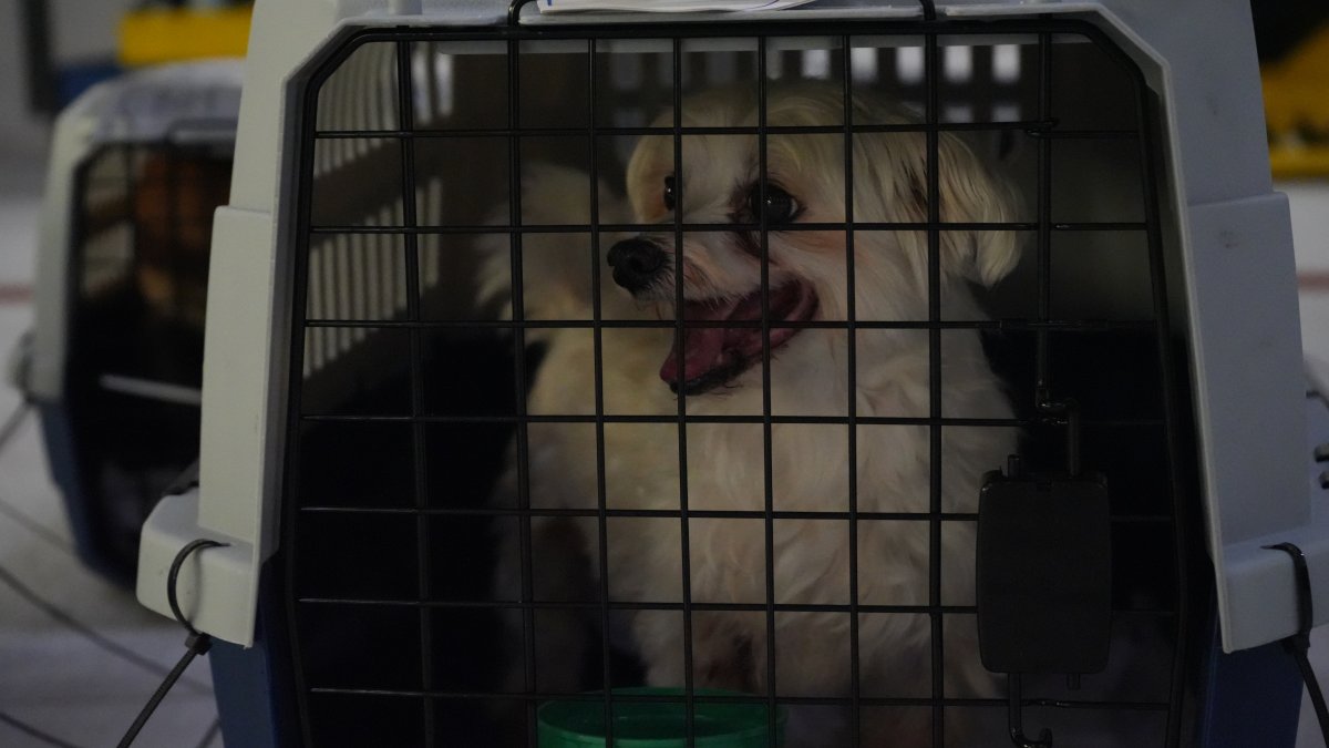 270 dogs, cats rescued from overcrowded shelters in airlift mission