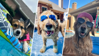 PHOTOS: Dog Days of Summer 2023 – Gallery II