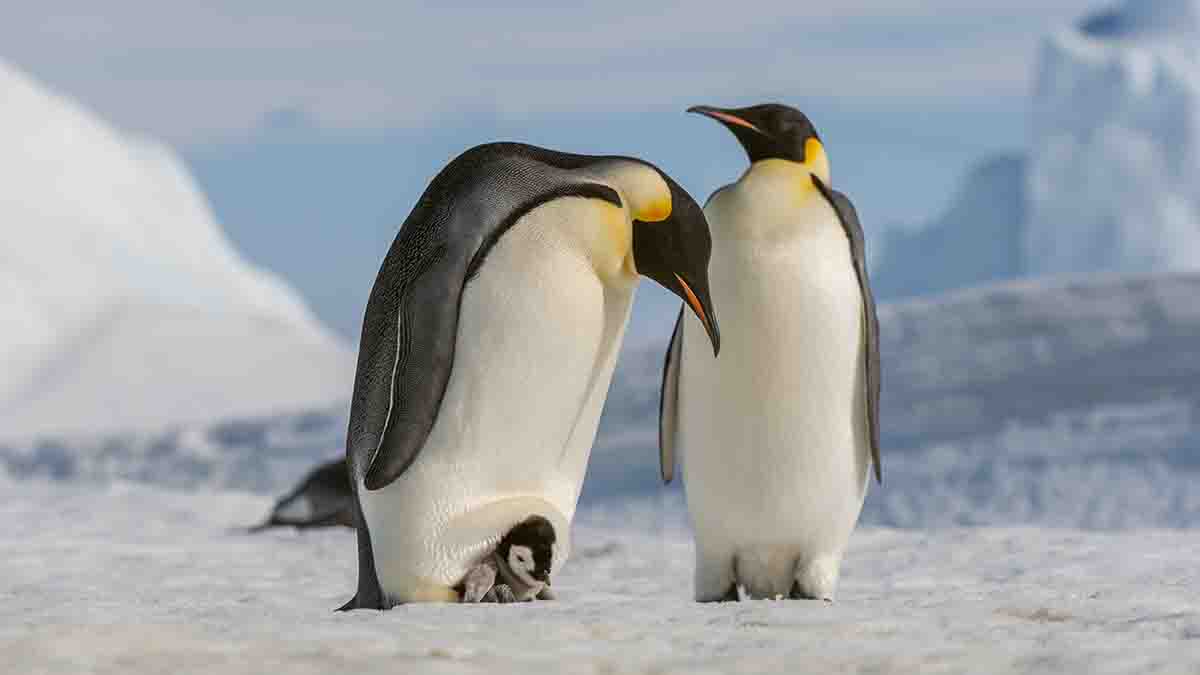 Some emperor penguin sites experienced ‘total breeding failure' because of sea ice loss