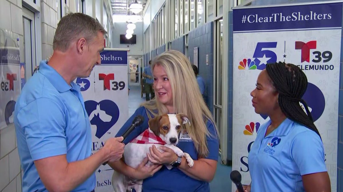 These North Texas shelters participate in Clear the Shelters 2023 – NBC ...