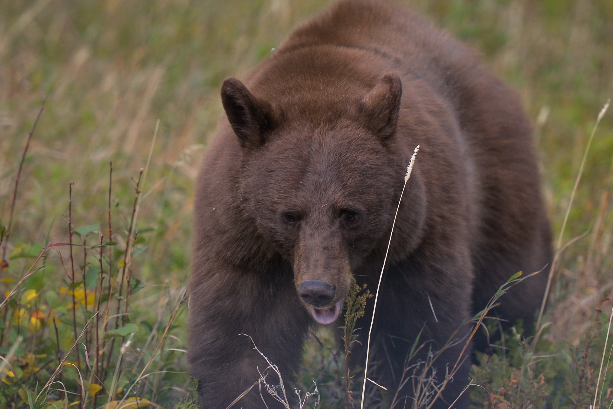 Black bear breaks into Montana home, gets shot and killed by handgun – NBC 5 Dallas-Fort Worth - Vimarsana News
