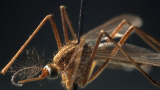 A Culex pipien mosquito specimen in the insect collection at the Field Museum shows the type of mosquito that carries the West Nile virus.