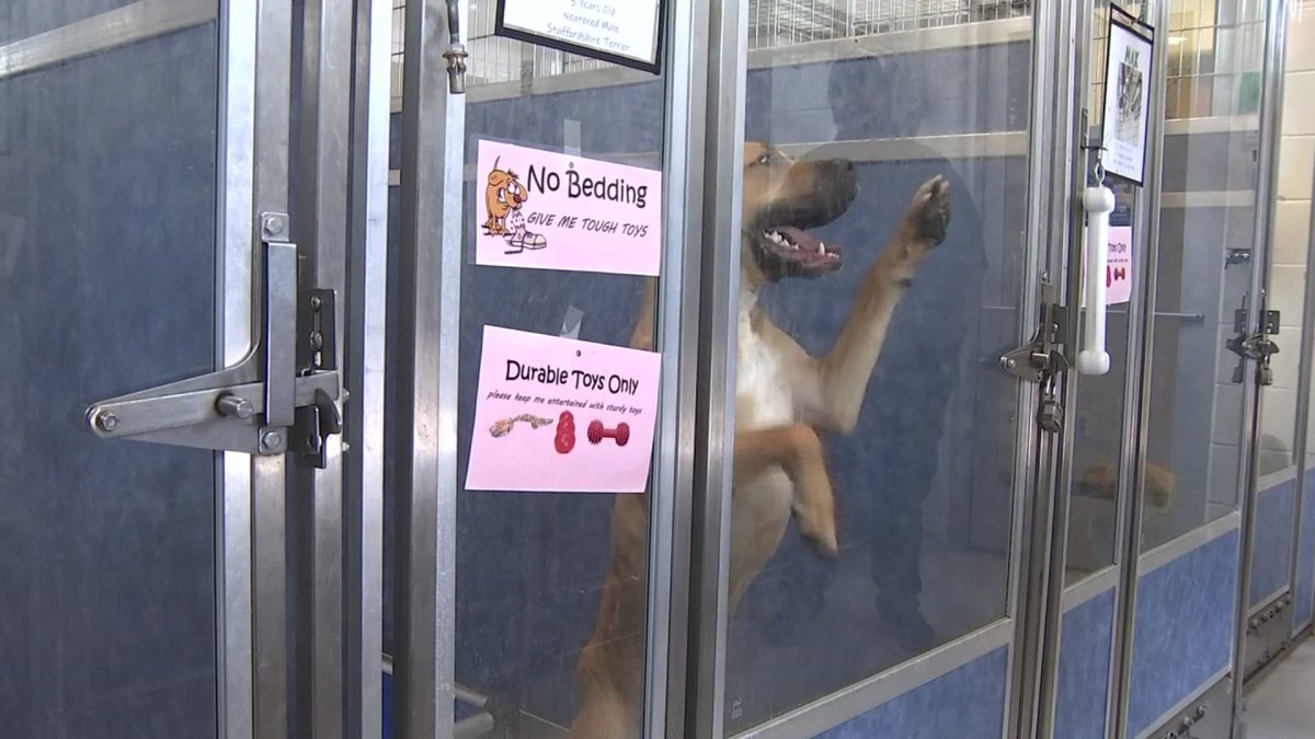 Dogs, cats and hamsters up for adoption in Richardson