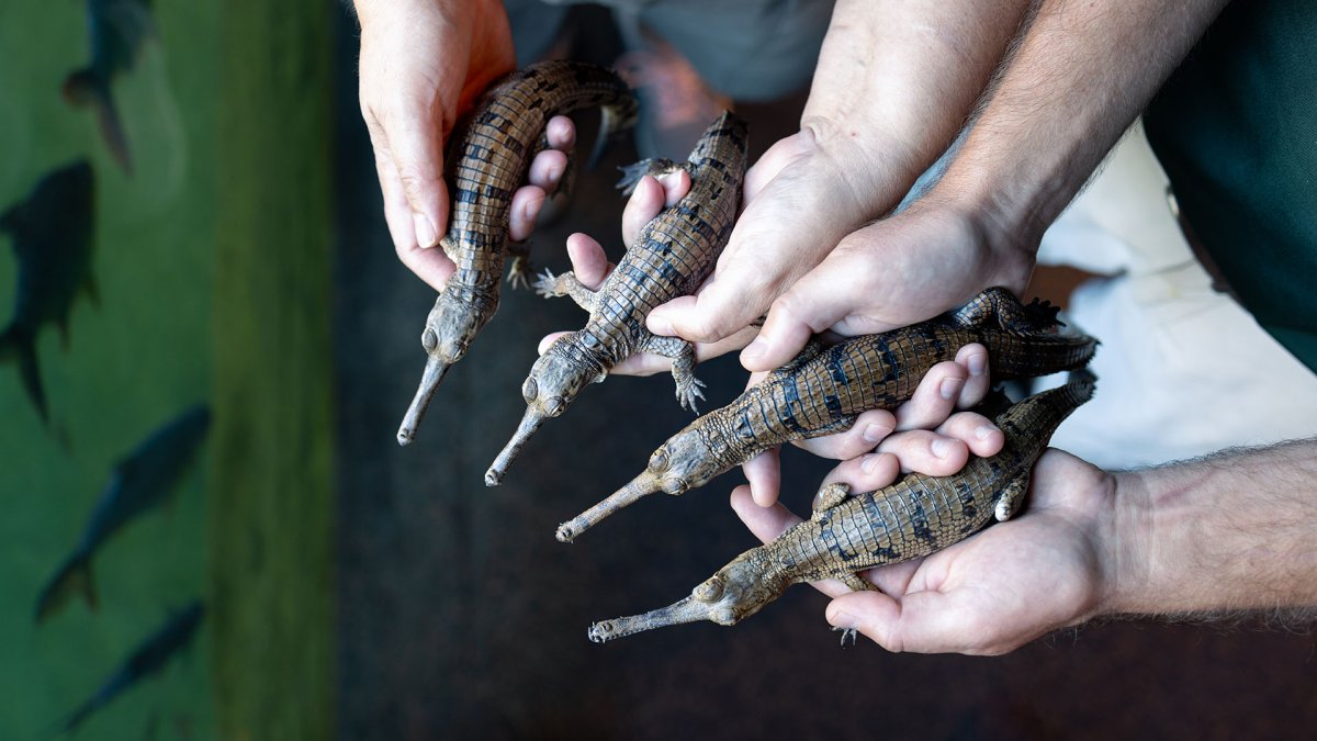 Fort Worth Zoo announces 'groundbreaking births' of gharial crocs – NBC 5 Dallas-Fort Worth - Vimarsana News