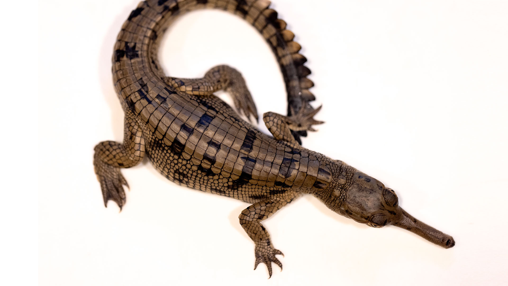 The Fort Worth Zoo announced the birth of four critically endangered gharial crocodiles on Thursday, Aug. 31, 2023.