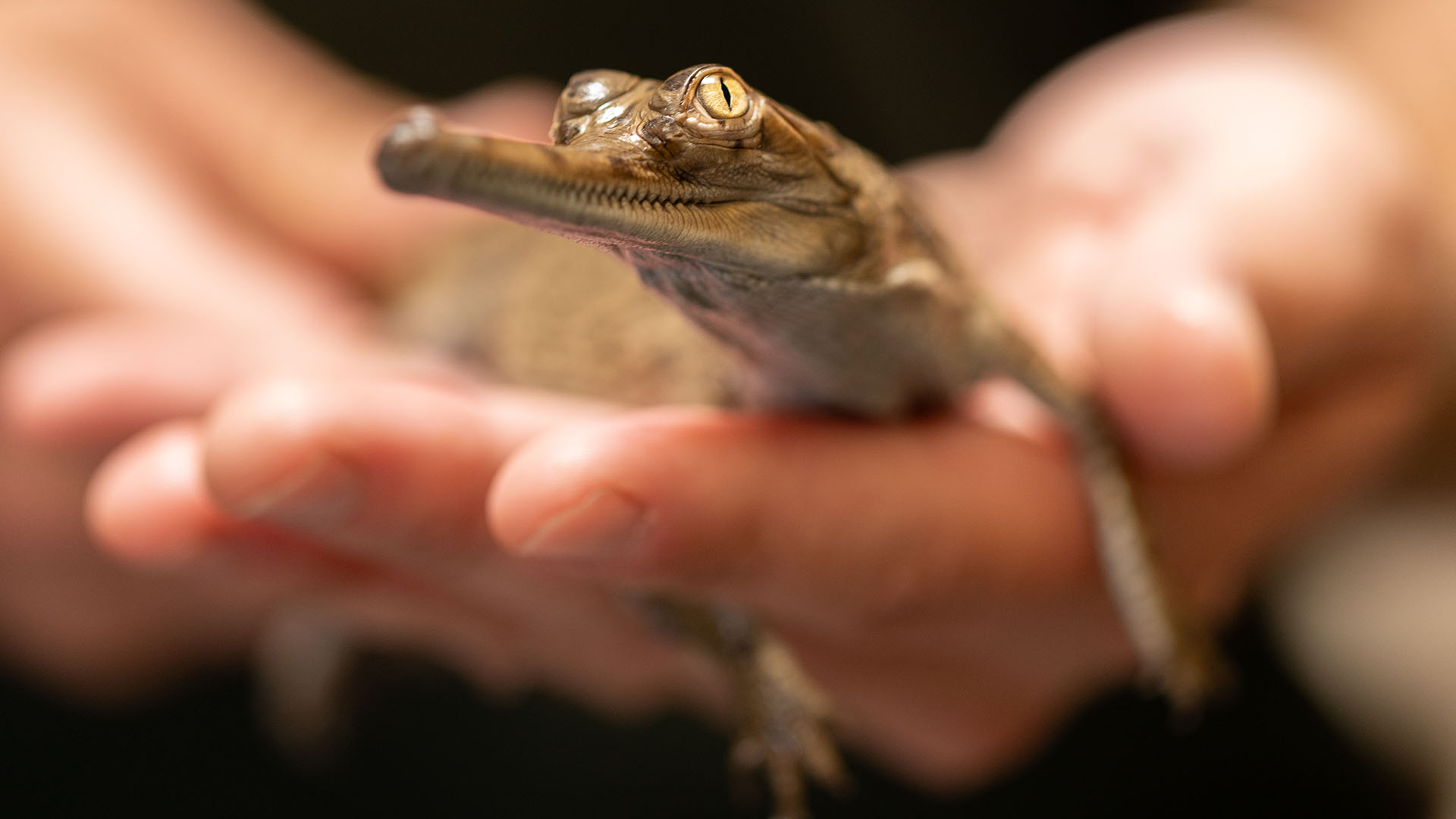 The Fort Worth Zoo announced the birth of four critically endangered gharial crocodiles on Thursday, Aug. 31, 2023.