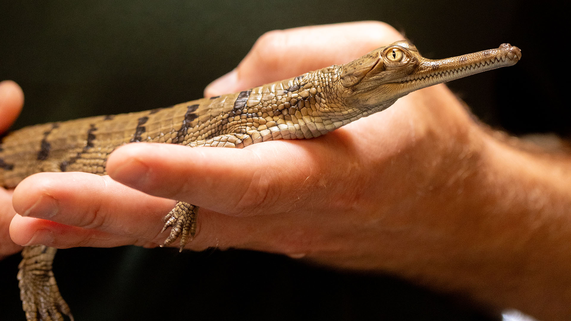 Fort Worth Zoo announces 'groundbreaking births' of gharial crocs