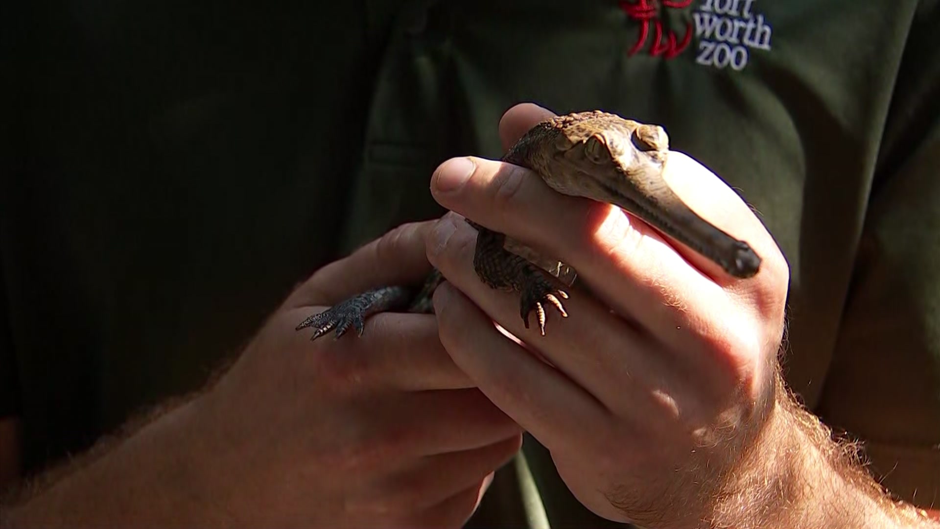 The Fort Worth Zoo announced the birth of four critically endangered gharial crocodiles on Thursday, Aug. 31, 2023.