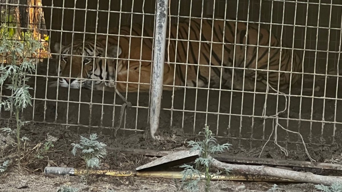 Dallas Police seize tiger, chickens, dogs in animal cruelty investigation