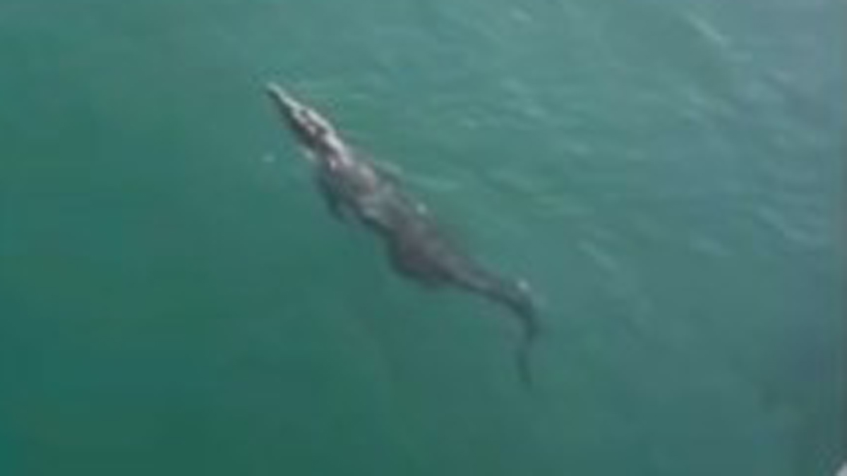 ‘Absolutely crazy': Video shows large crocodile swimming under a Florida beach pier