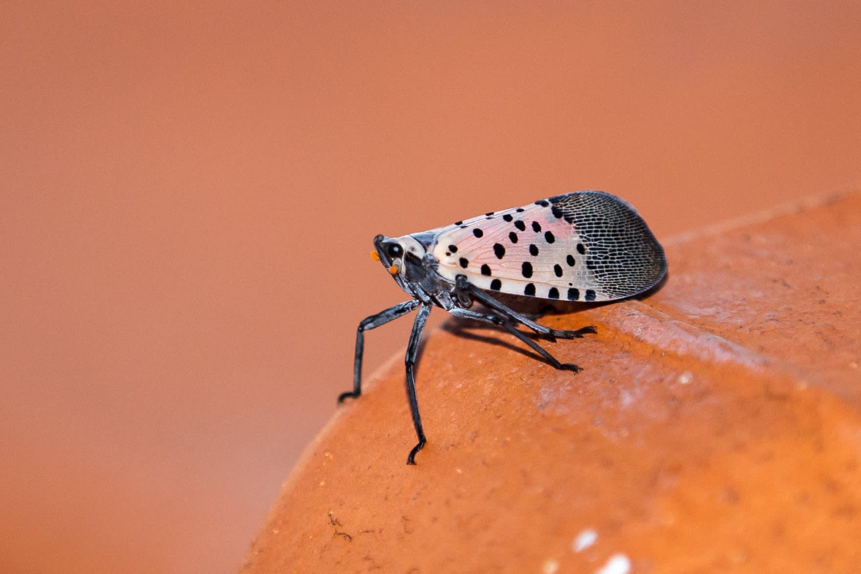 Invasive species cost the global economy over $423 billion annually, according to a new report from the United Nations - Vimarsana News