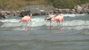 Flamingos in Wisconsin? Tropical birds visit Lake Michigan beach in a first for the state