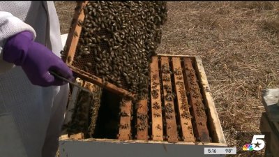 How a tax incentive is spurring an interest in beekeeping