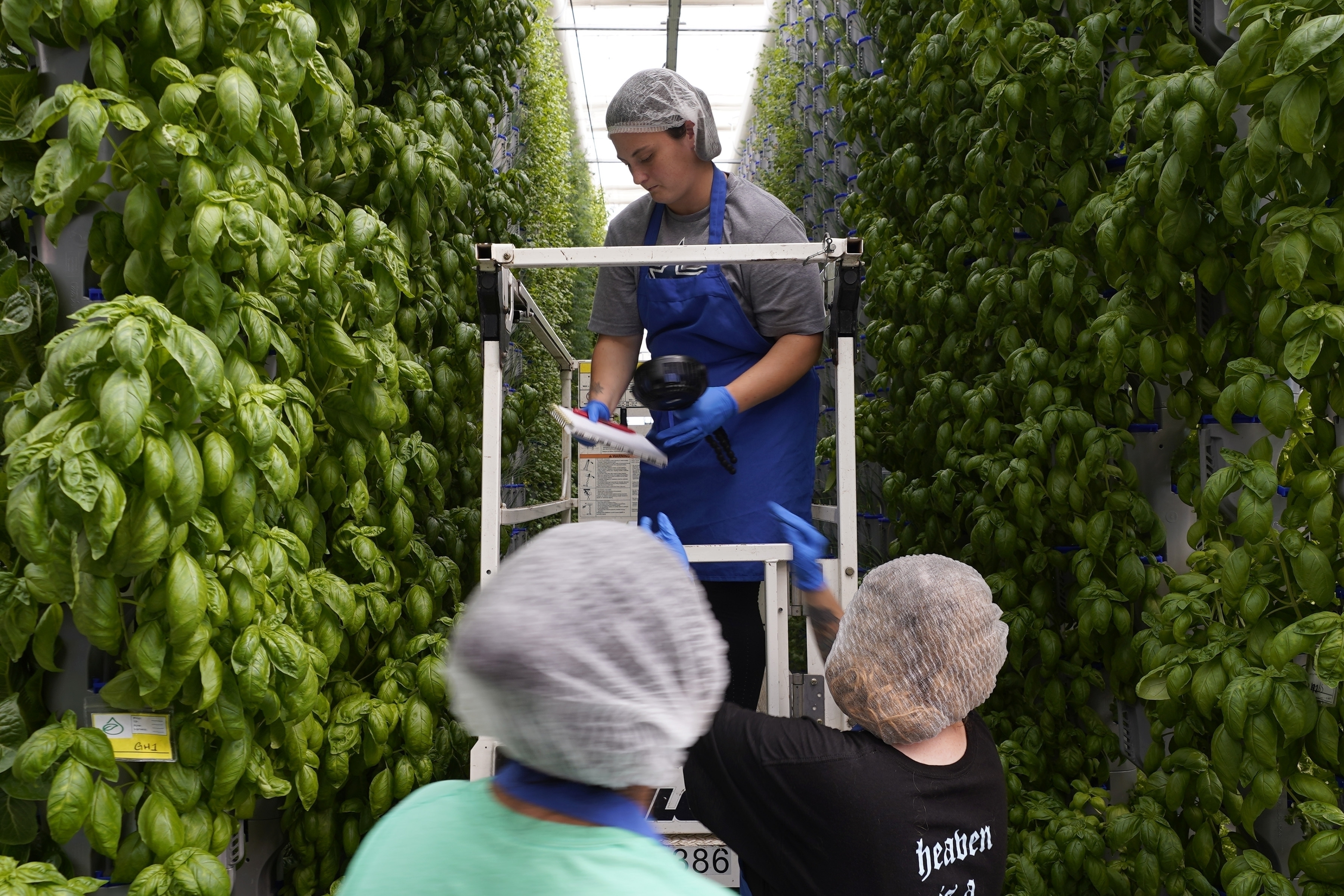 Indoor Farming Pioneer Gotham Greens Is Expanding to North Texas