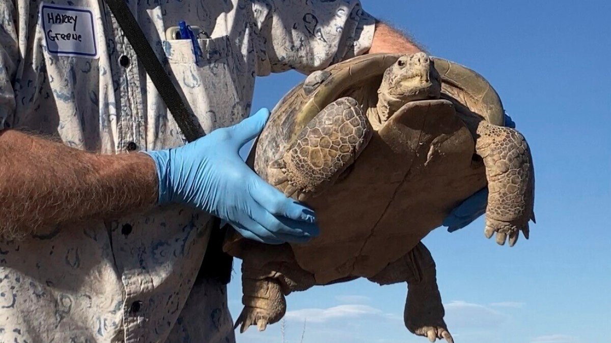 Biologists release more Bolson tortoises in New Mexico as conservation ...