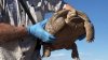 North America's largest and rarest tortoise species finds new home in New Mexico