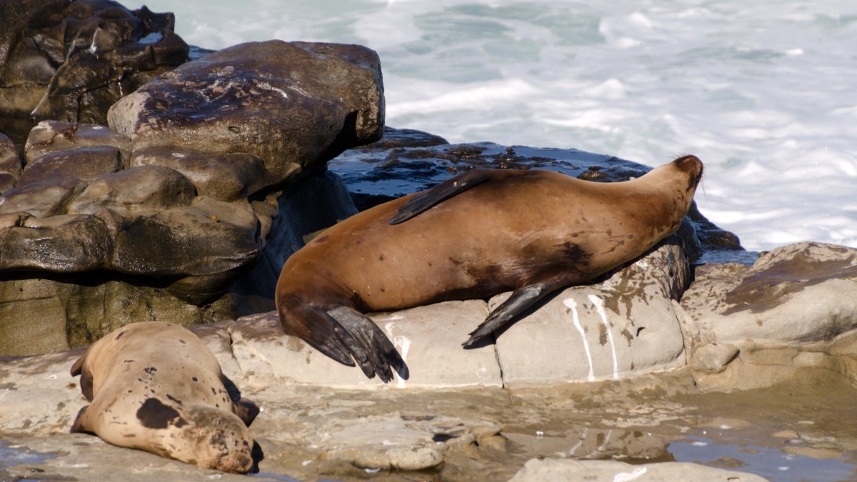 Federal officials investigating after video appears to show man kicking a sea lion on a California beach