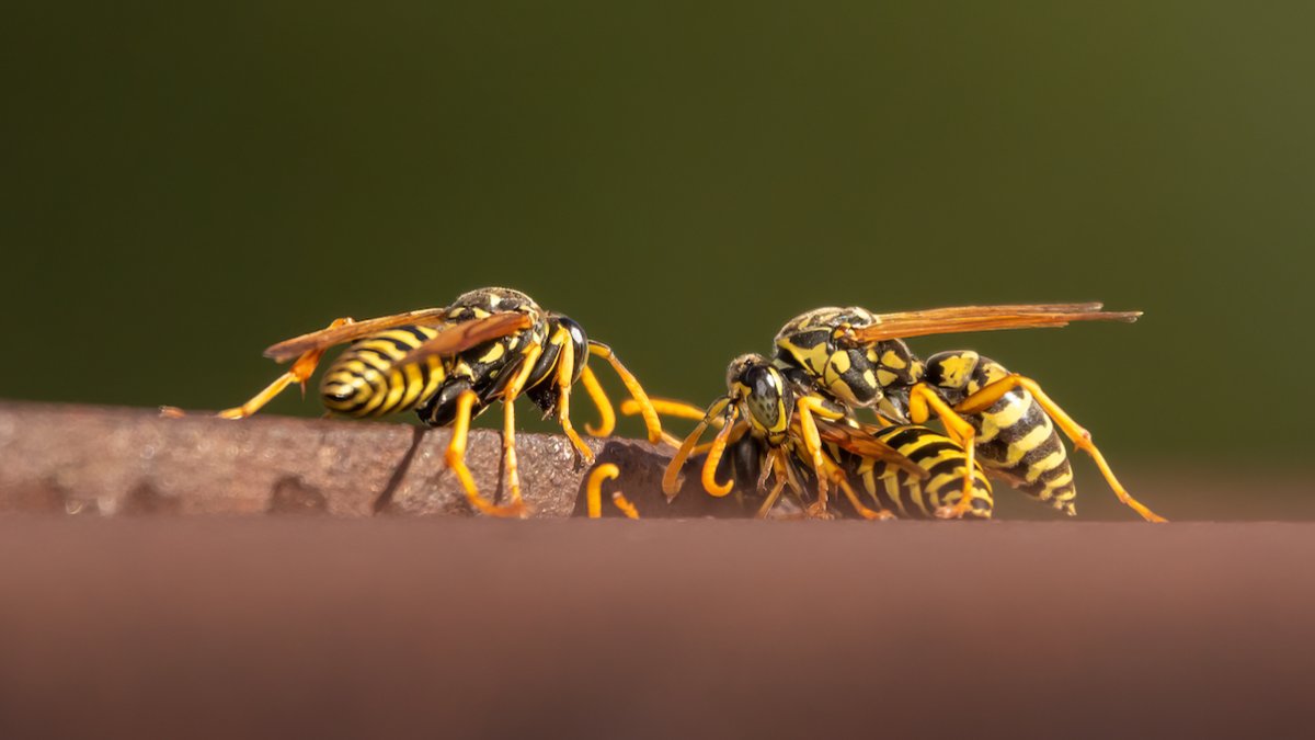 Man moving bag of potting soil dies after being stung by swarm of yellow jackets and bees