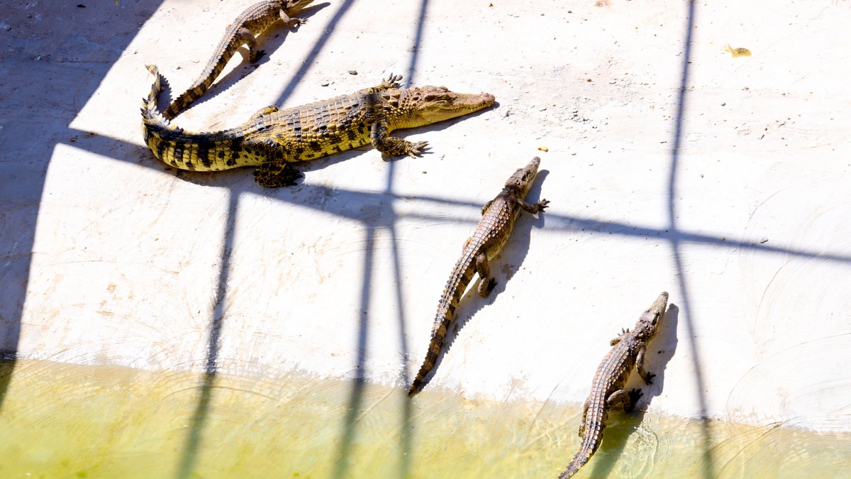 7 people killed after rainstorms in China and 70 crocodiles on the loose – NBC 5 Dallas-Fort Worth - Vimarsana News