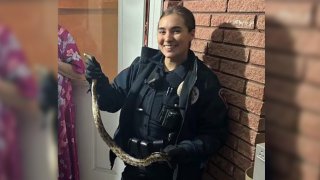 Mansfield Police Department Officer Lynch was dispatched to a home where a snake was curled in a homeowner’s sink on Monday, September 4, 2023.