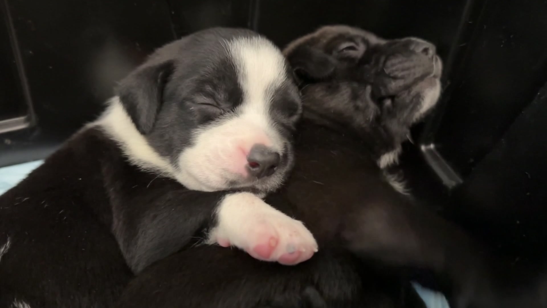 Dog abandoned with newborn pups on Christmas Eve in search for home