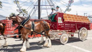 How do the Budweiser Clydesdales prepare for Opening Day?