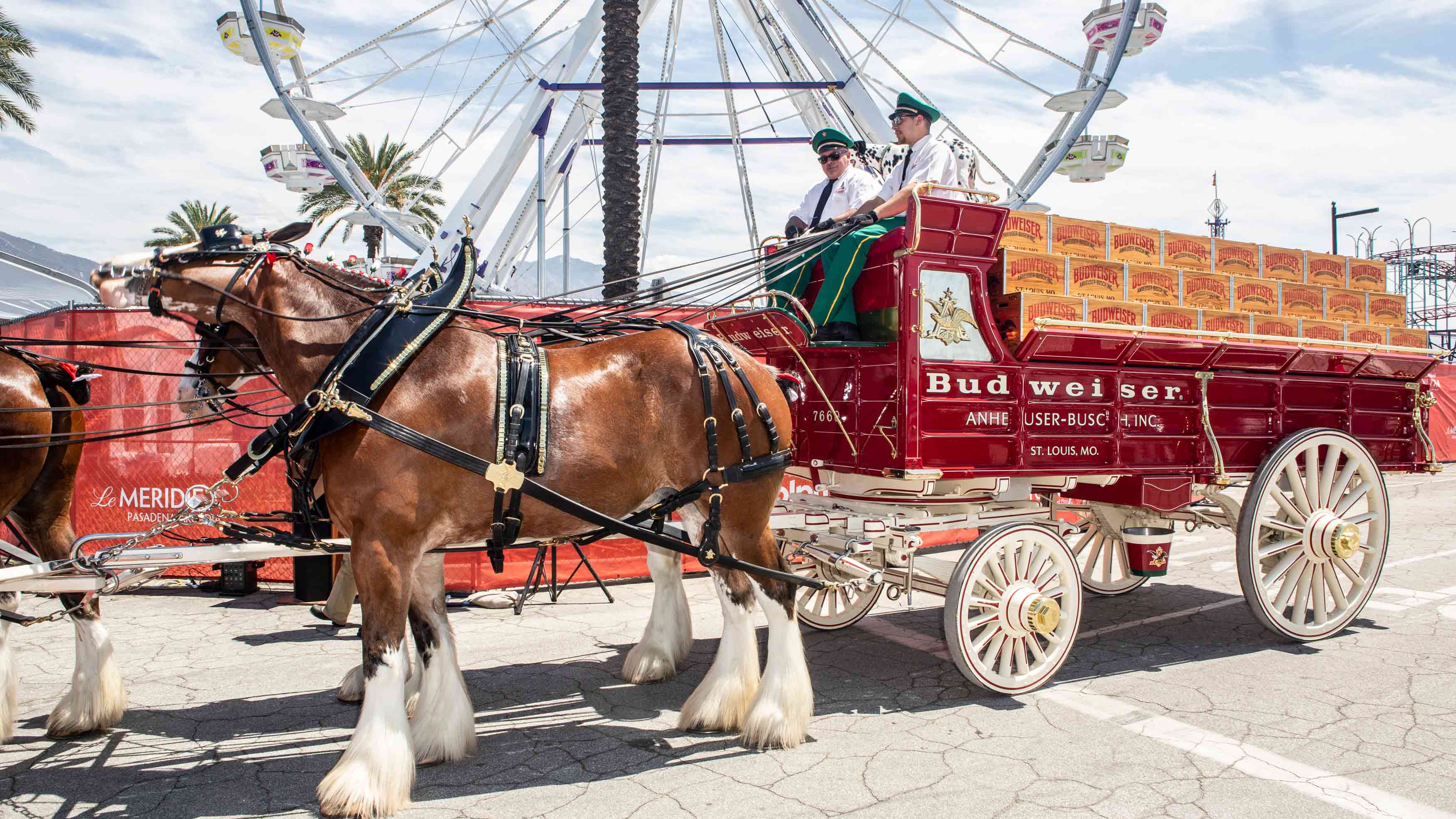 Budweiser Has Stopped Docking Tails of Its Iconic Clydesdale Horses