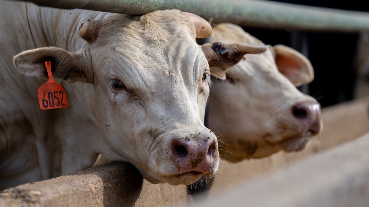 Beef prices are at record highs — how much pricier will your steak get?