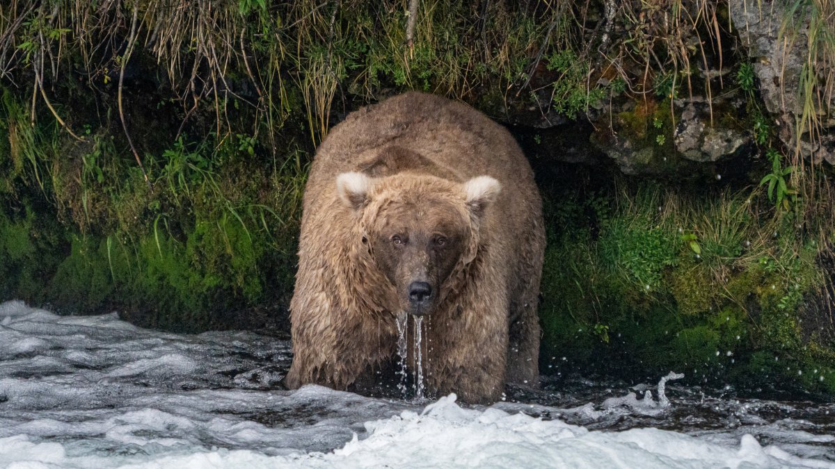 Single mother 'thicker than a bowl of oatmeal' wins Alaska's Fat Bear Week  – NBC 5 Dallas-Fort Worth - Vimarsana News