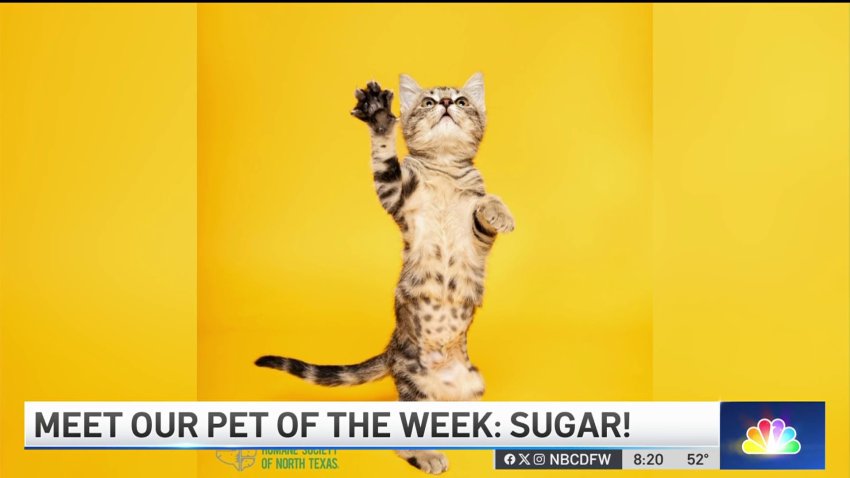 Pet of the Week