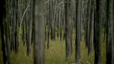 Climate change haunts our forests, creating real-life ghosts and zombies