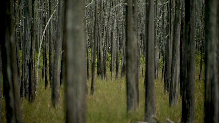 Climate change haunts our forests, creating real-life ghosts and zombies