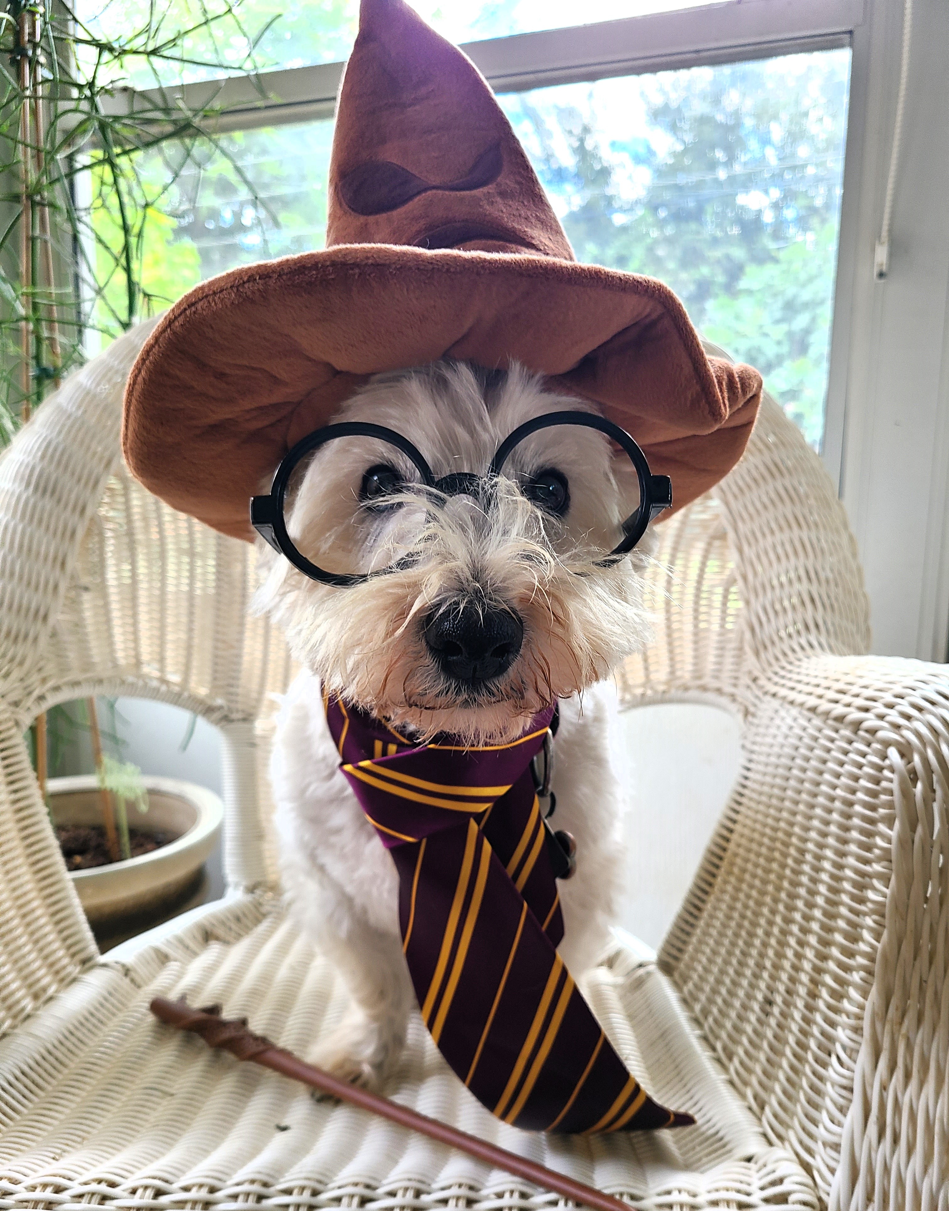 PHOTOS Your 2023 Halloween costumes NBC 5 Dallas Fort Worth