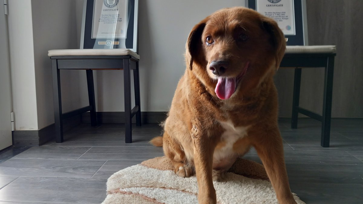 He was a good boy: Bobi, the world's oldest dog ever, dies at 31