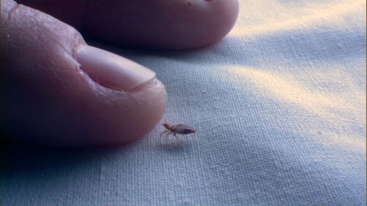 Tips to keep bed bugs away on your next trip NBC 5 DallasFort Worth