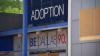 Dallas Animal Services offers $150 gift cards for large dog adoptions
