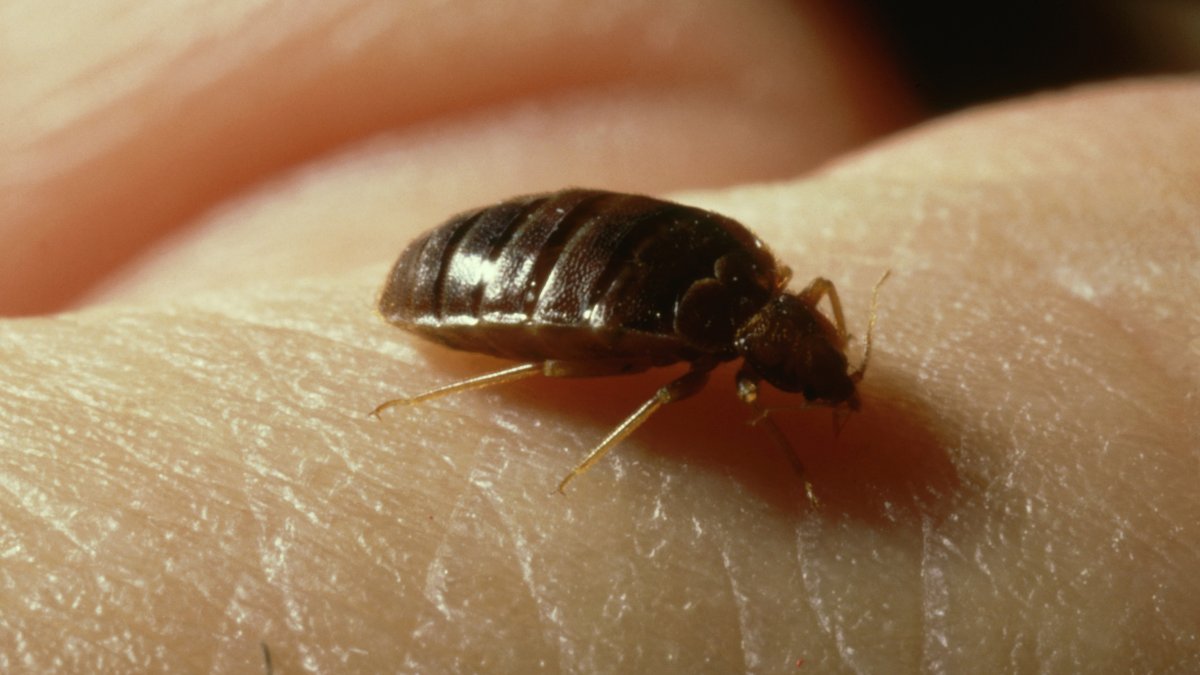 Concern for bedbugs rise in France ahead of 2024 Summer Olympics – NBC 5 Dallas-Fort Worth - Vimarsana News