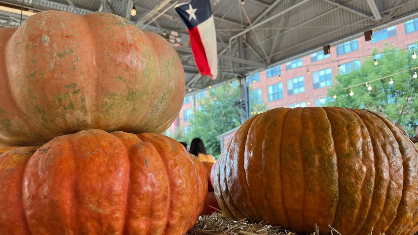 Pumpkins at the Dallas Farmers Market's pumpkin patch. (NBC 5 photo/Tahera Rahman)