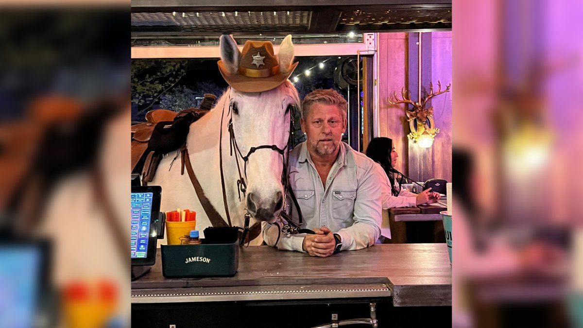 Meet Sheriff, the horse who goes to bars
