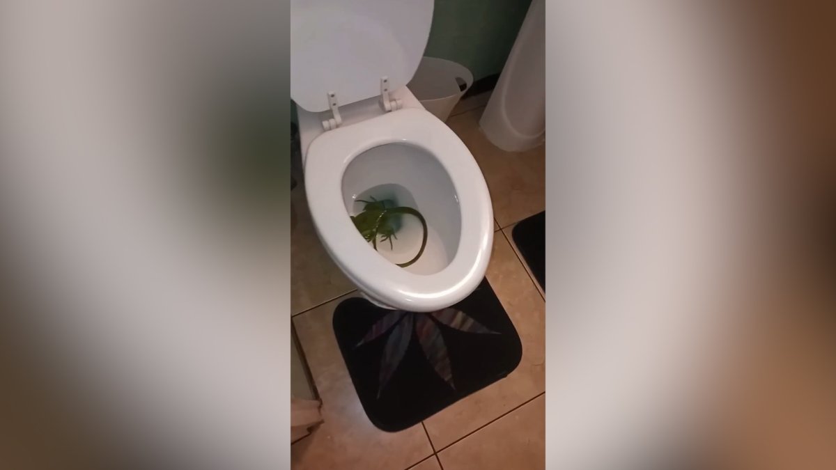 Florida man finds iguana lurking inside his toilet bowl