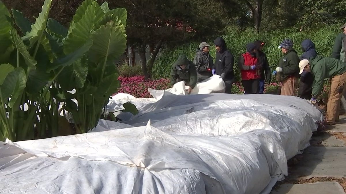 Dallas Arboretum prepares ahead of freeze warnings for Monday and Tuesday nights - Vimarsana News