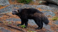 Biden administration moves to protect wolverines as climate change threatens extinction