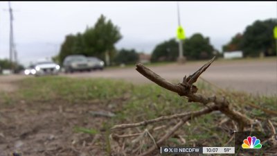 Speed is the leading cause of traffic deaths in Dallas