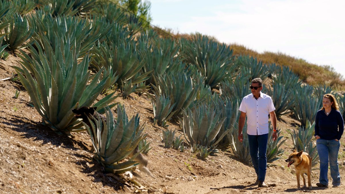 Californians farm agave to weather drought and groundwater limits – NBC 5 Dallas-Fort Worth - Vimarsana News