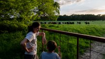 Meredith Ellis looks at cattle with her son, GC, 6, on their ranch in Rosston, Texas, Thursday, April 20, 2023. Ellis has seen how global warming is altering her land. She calls it an "existential crisis," the backdrop to the endless to-do list that comes with regenerative ranching. After a long day, she likes to take a moment to remember why she does it. Standing with her 6-year-old son on a cool evening, they watch over a gate as dozens of cows graze amid the lush grass and a setting sun. "I could stand here all evening," she says. "I just love them." (AP Photo/David Goldman)