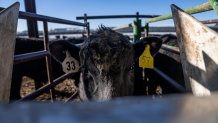 A cow walks into a GeenFeed machine to receive treats of alfalfa pellets at Colorado State University's research pens in Fort Collins, Colo., Thursday, March 9, 2023. The methane, carbon and other gases that cattle breathe out are measured in the machines while the pellets entice them to stay and keep eating. (AP Photo/David Goldman)