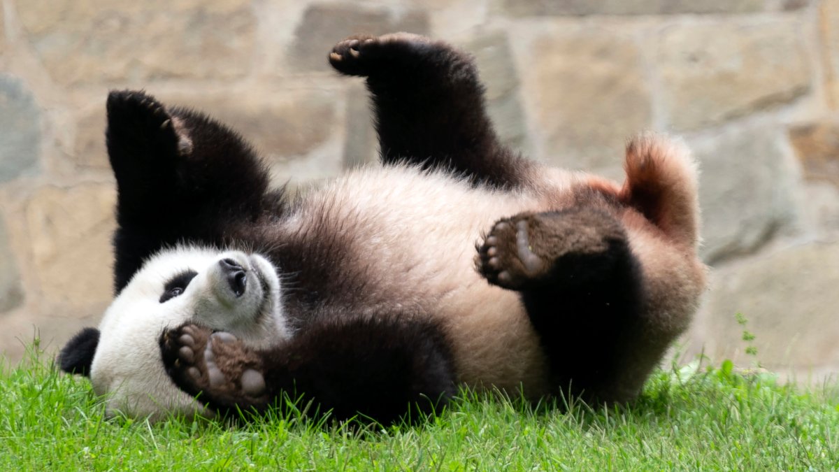 Chinese president signals more pandas will be coming to the United States