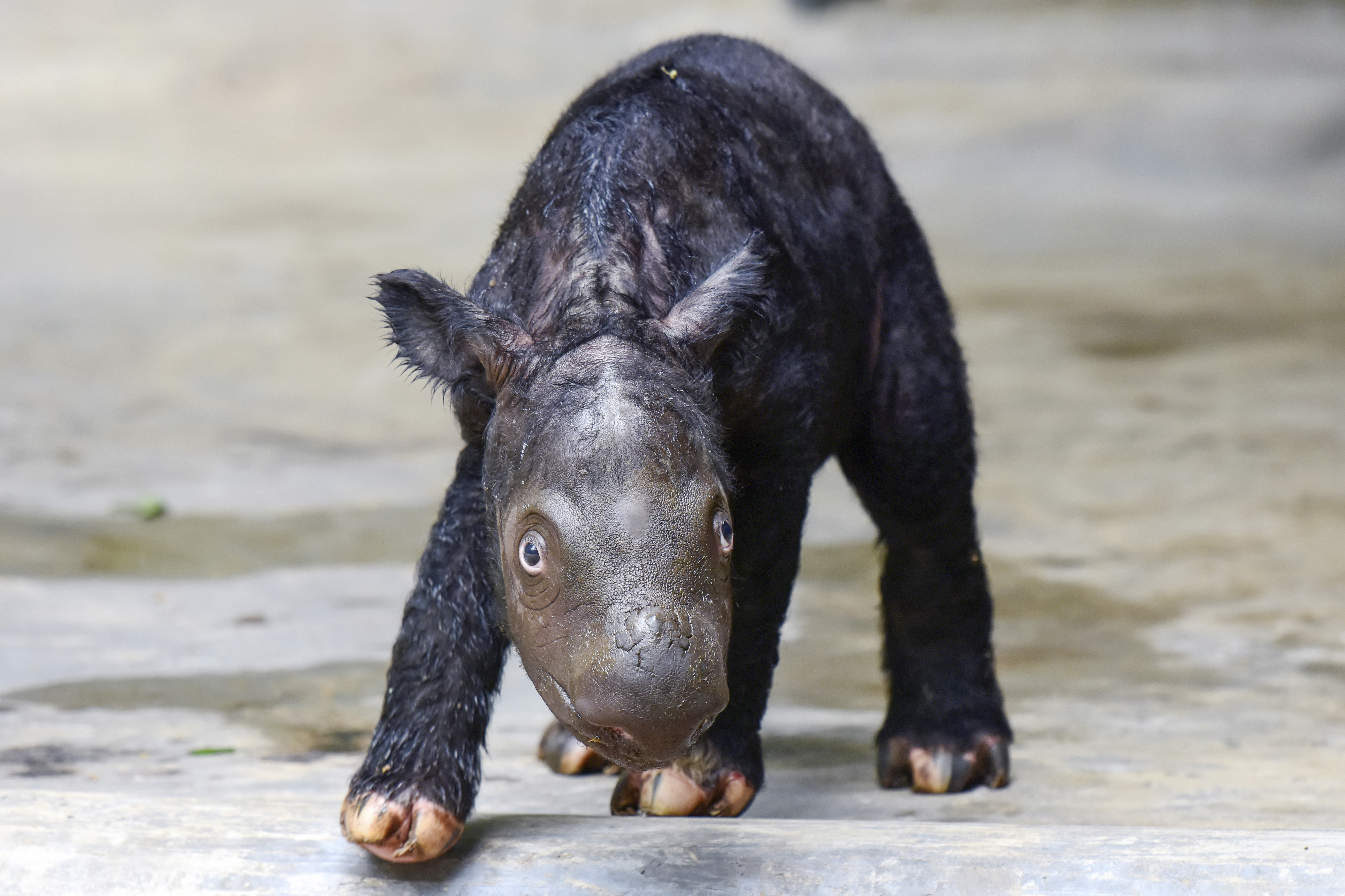 Rescue Of Critically Endangered Sumatran Rhino - International