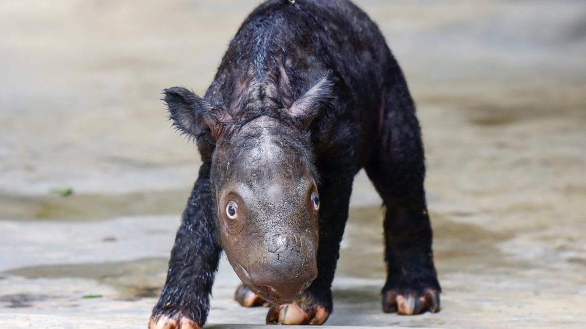 An endangered Sumatran rhinoceros is born in Indonesia – NBC 5 Dallas-Fort Worth