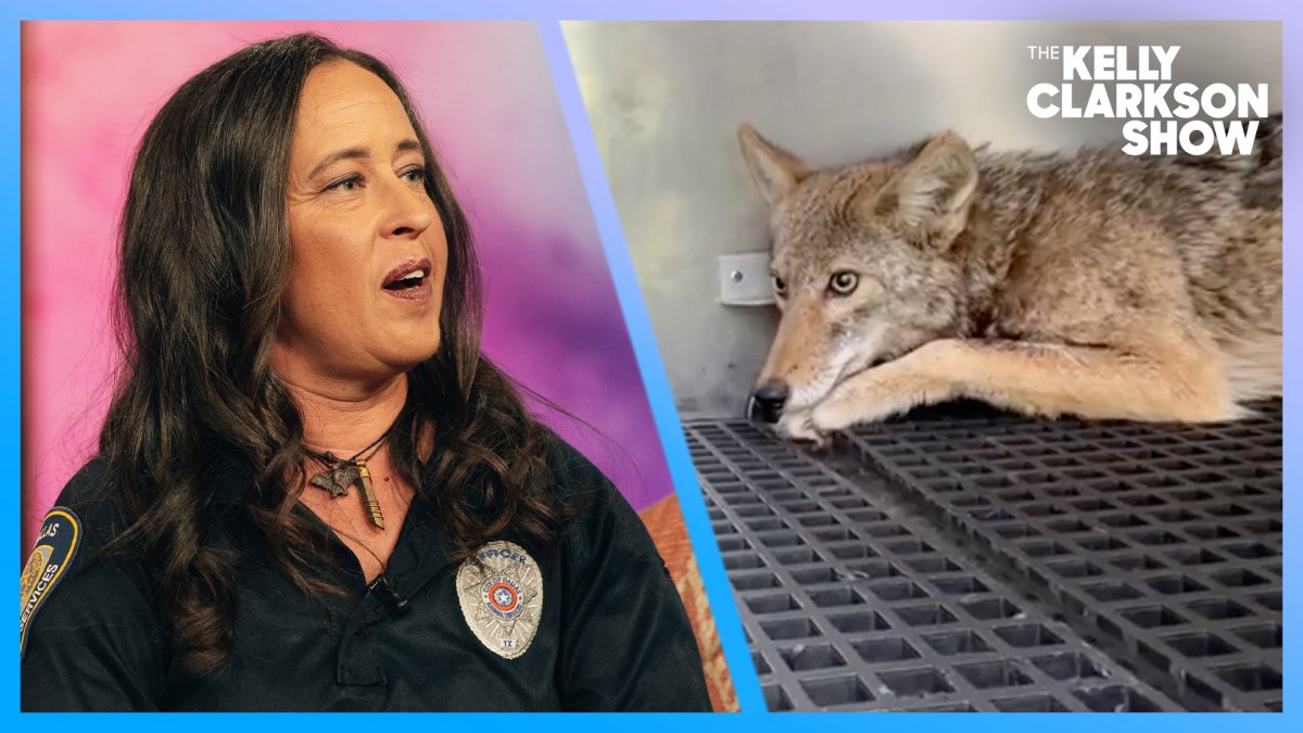 Dallas Animal Services officer on 'The Kelly Clarkson Show' – NBC 5 Dallas-Fort Worth - Vimarsana News